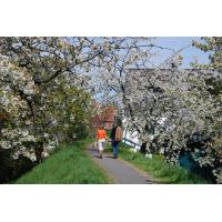 2500_26 Obstblüte im Frühling - Deichspaziergang zwischen blühenden Bäumen. | Fruehlingsfotos aus der Hansestadt Hamburg; Vol. 2